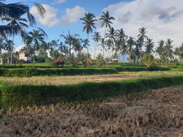 WhatsApp Image 2025 06 19 at 12.53.56 1