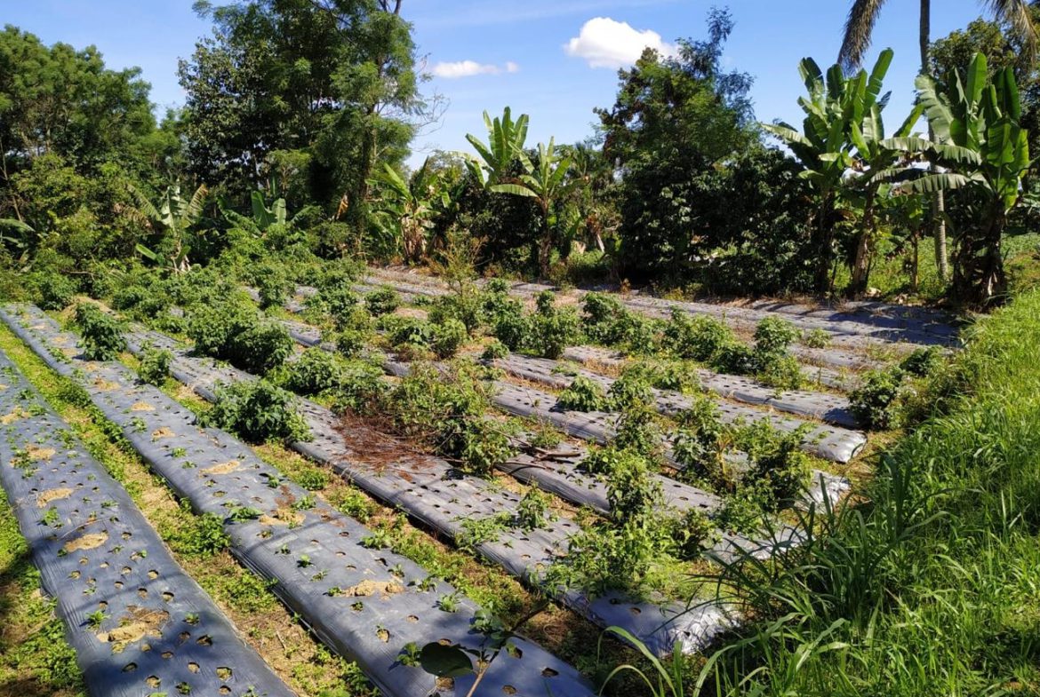 WhatsApp Image 2025 08 20 at 13.48.18 (3)