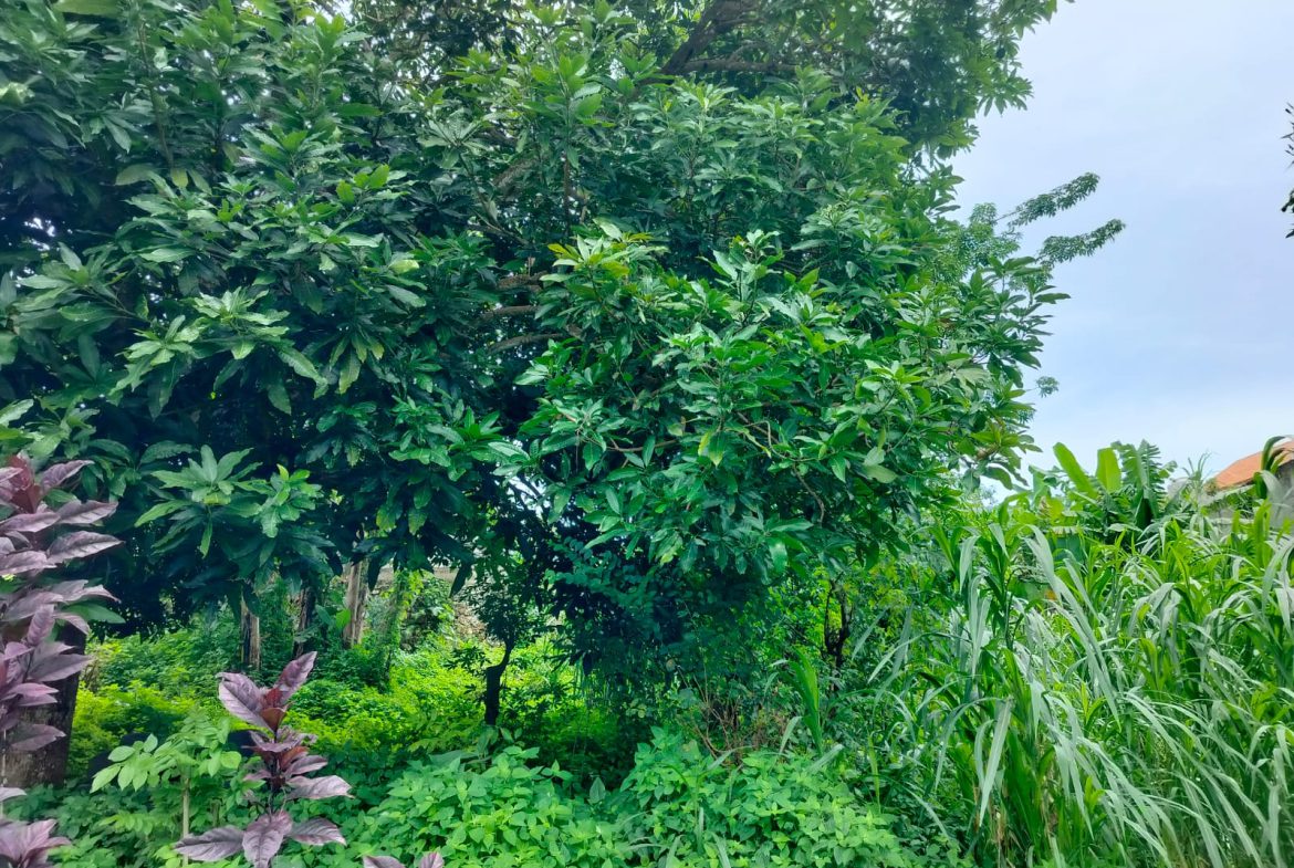 WhatsApp Image 2026 03 31 at 11.26.32