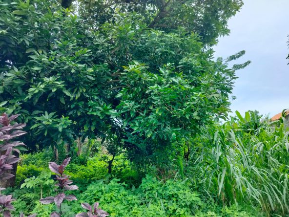 WhatsApp Image 2026 03 31 at 11.26.32