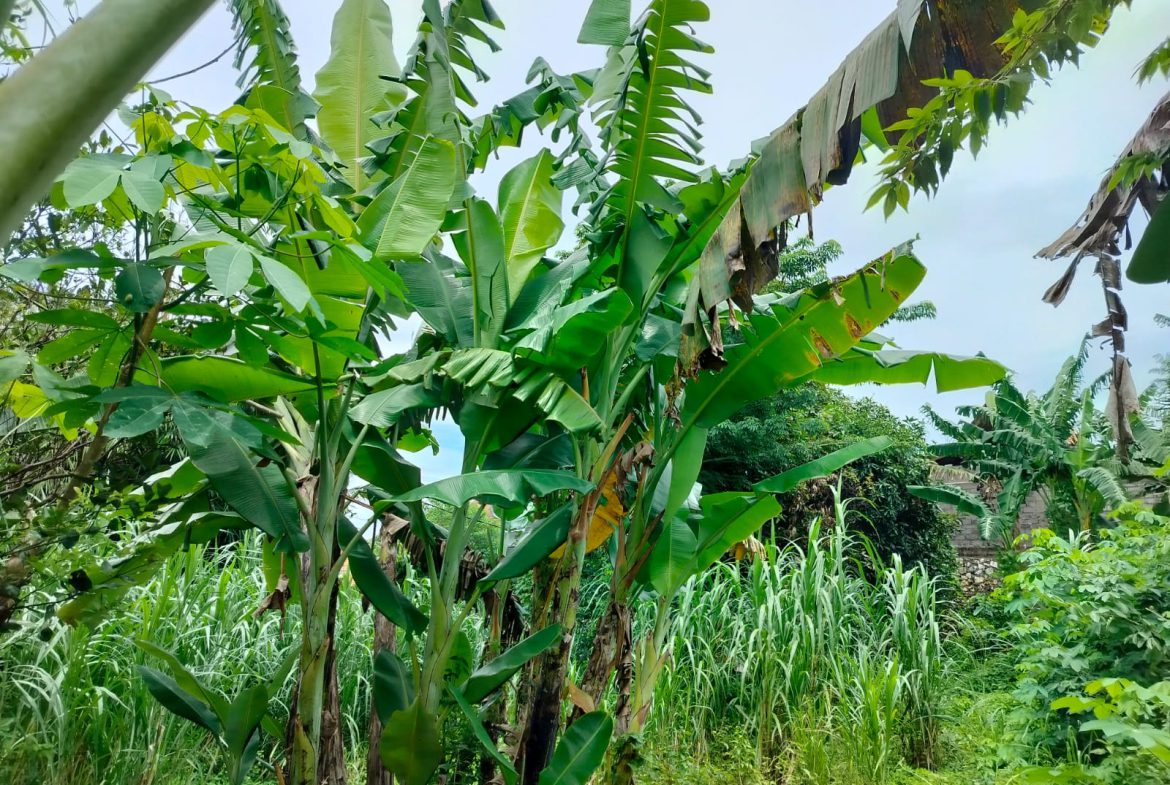 WhatsApp Image 2026 03 31 at 11.26.33