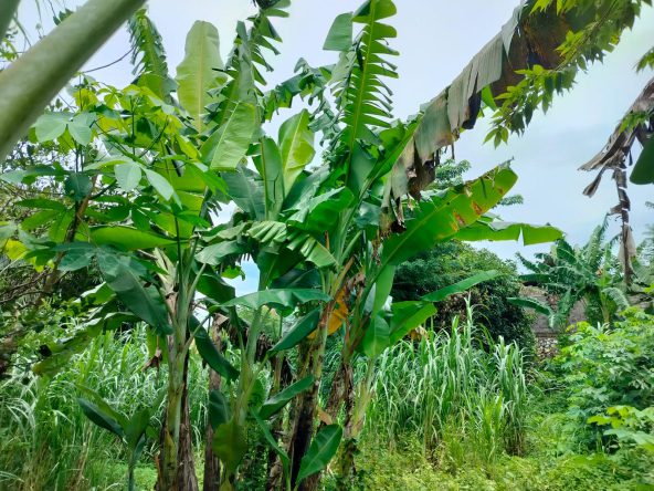 WhatsApp Image 2026 03 31 at 11.26.33