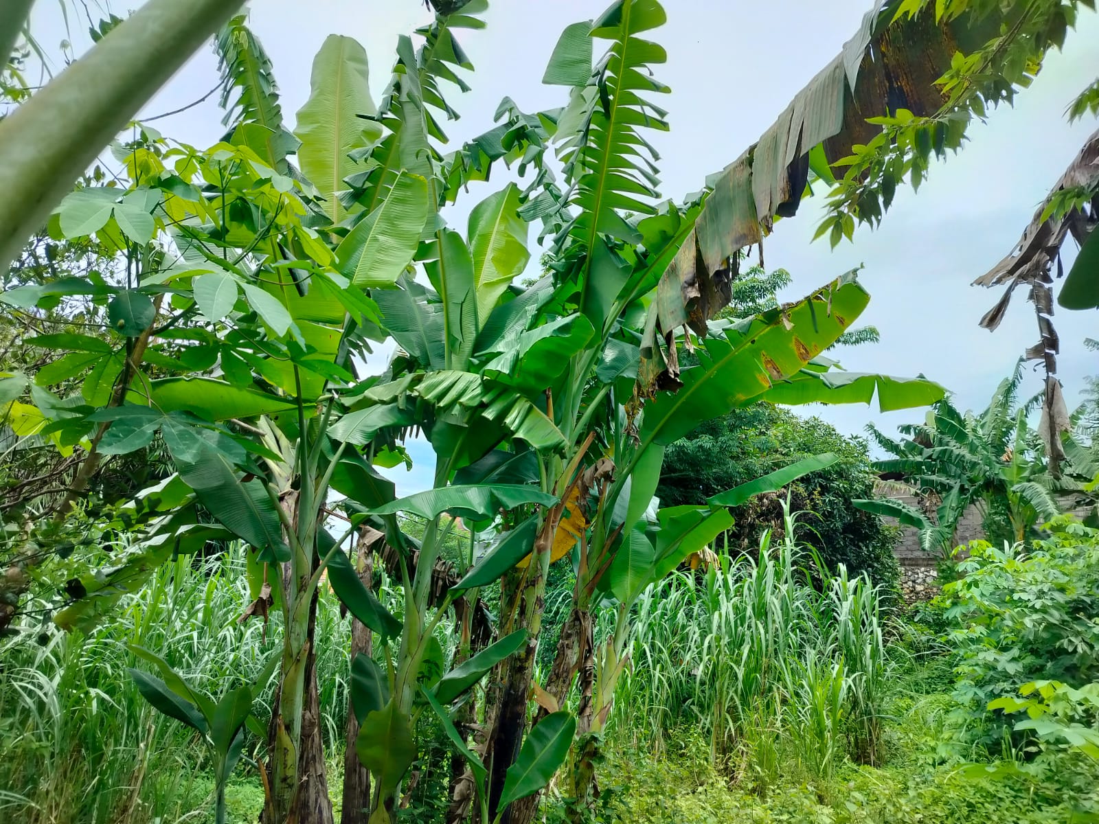 WhatsApp Image 2026 03 31 at 11.26.33